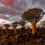 Σοκότρα, Υεμένη — Το νησί που μοιάζει να μη φτιάχτηκε για ανθρώπους